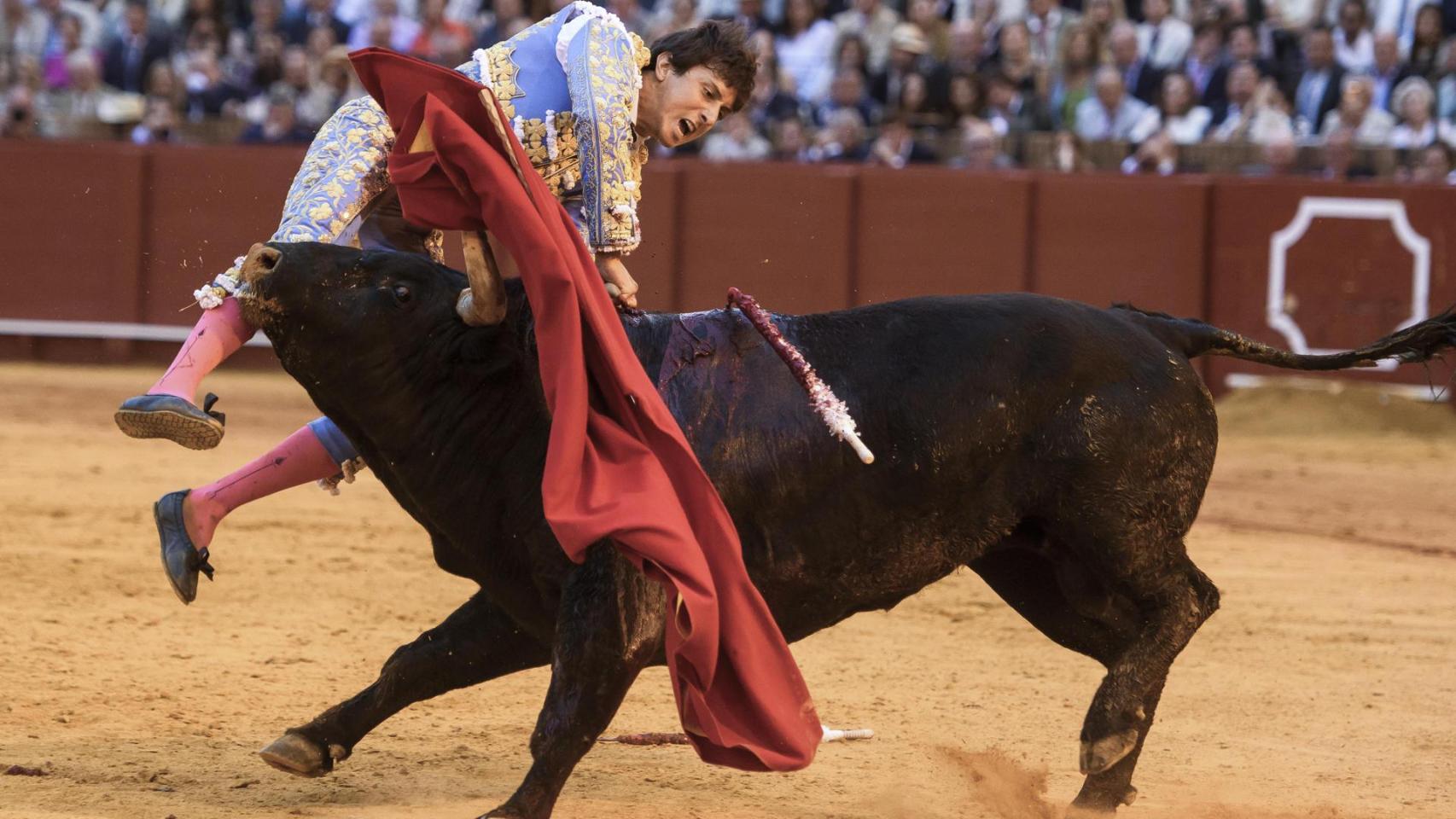 El diestro Roca Rey fue corneaado por su segundo toro en la decimotercera corrida de abono este jueves en la Plaza de Toros de La Maestranza de Sevilla.