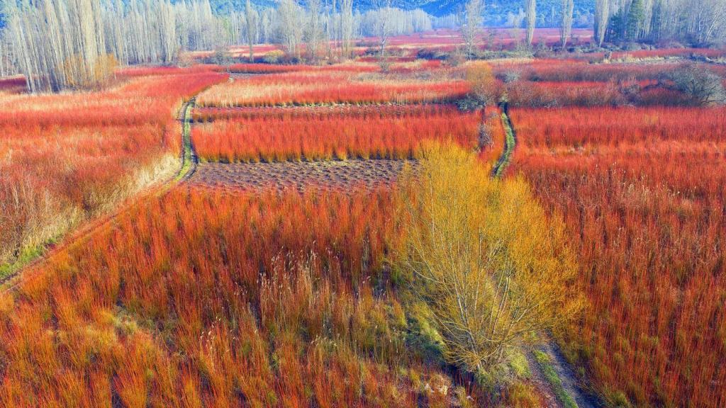 Campos de mimbre en Cañamares.