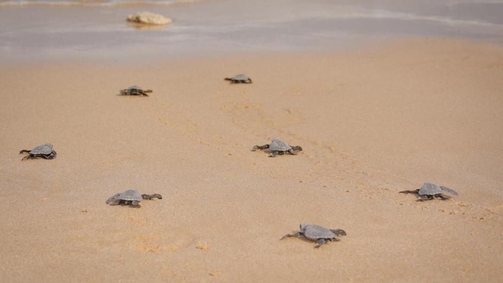 La liberación de tortugas que realizan cada vez que eclosionan los huevos que custodian en el santurario de Nihi Sumba.
