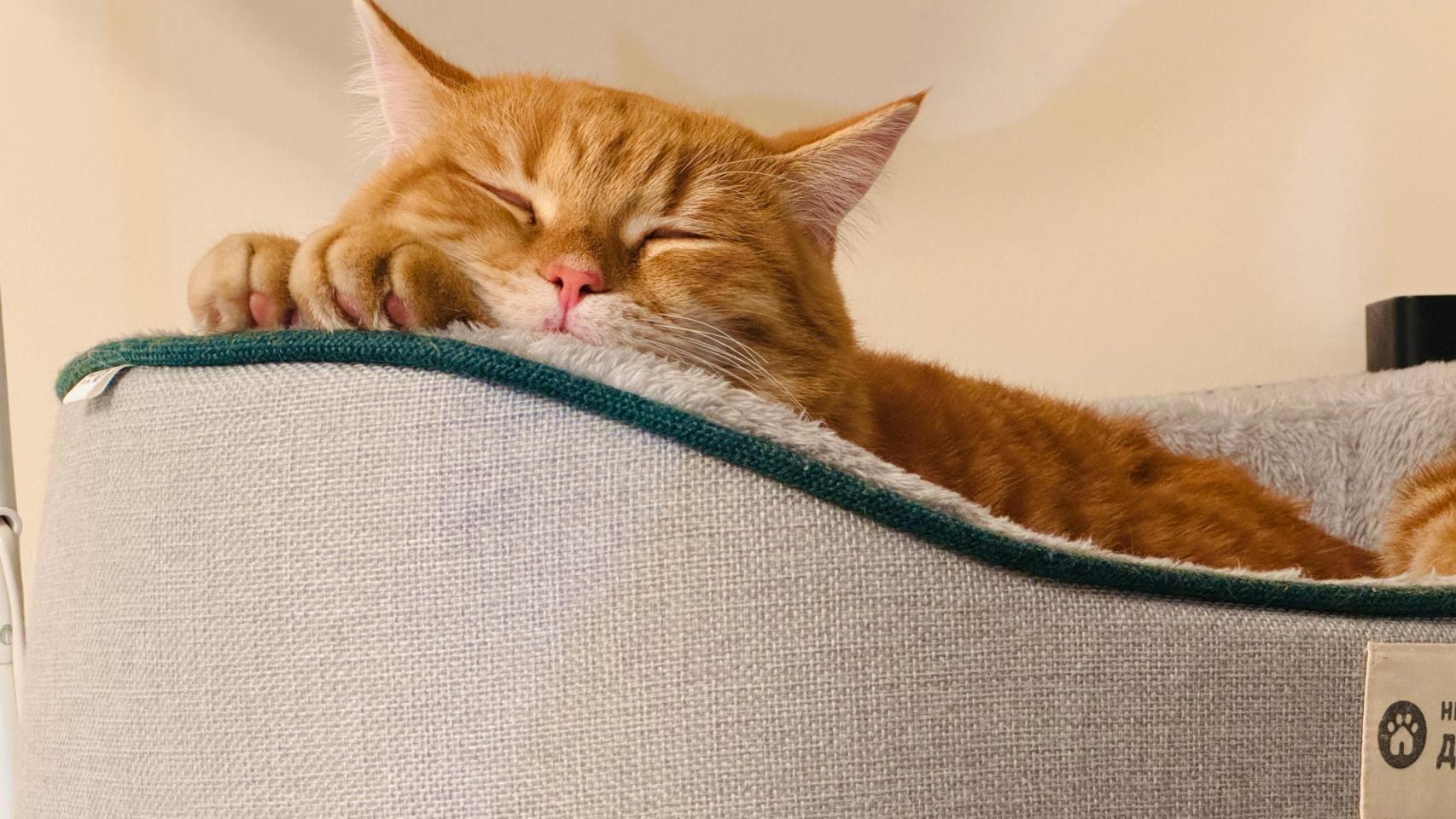 Un gato, en una imagen de Shutterstock.
