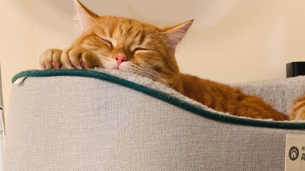 Un gato, en una imagen de Shutterstock.