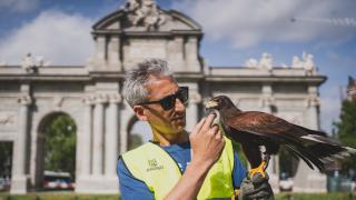 David Gil junto a su águila Tomás