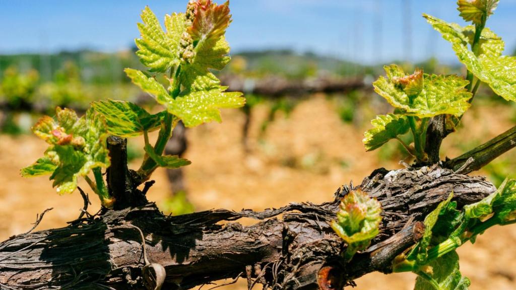 Viñedos floreciendo cerca de Cacabelos
