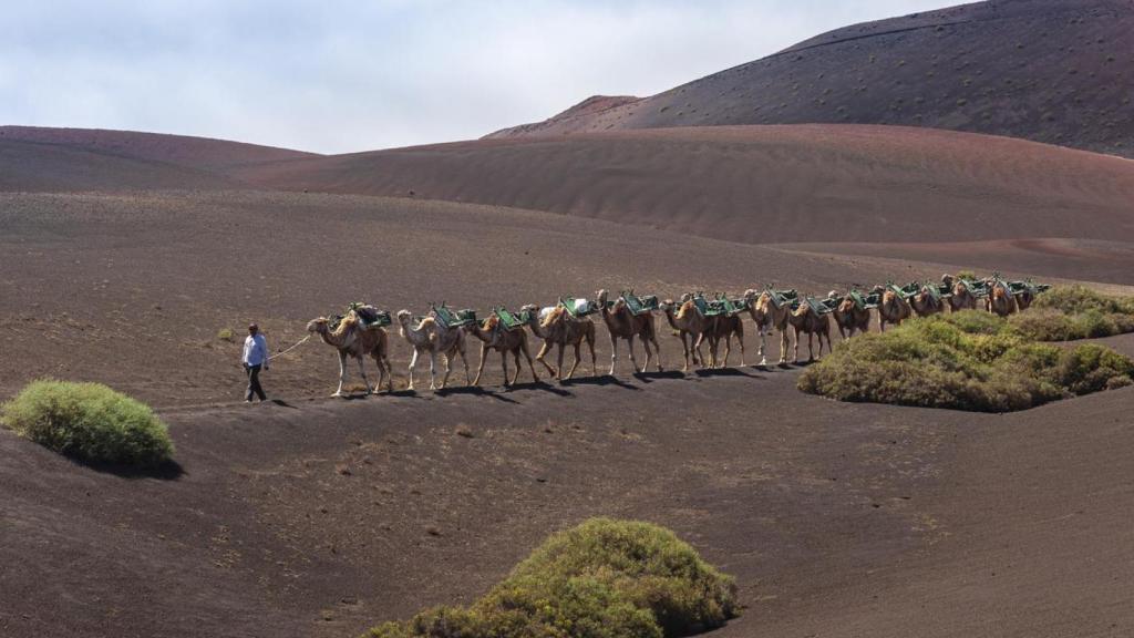 Aventura guiada en caravana de camellos en el pintoresco paisaje volcánico de Lanzarote.jpg