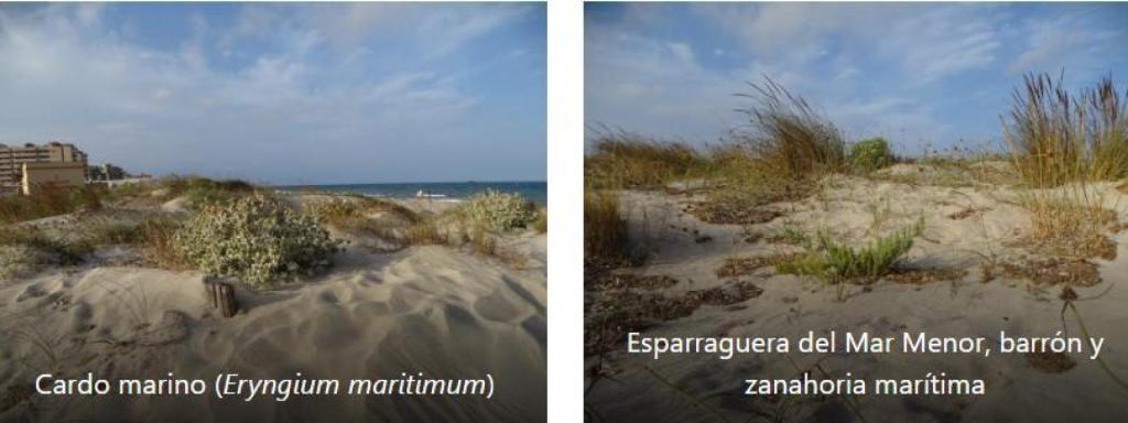Imagen de las dunas y de la vegetación de La Manga.