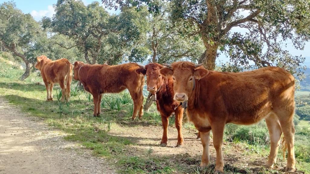 Fotografía de algunas de las vacas de Inmaculada Ortega.