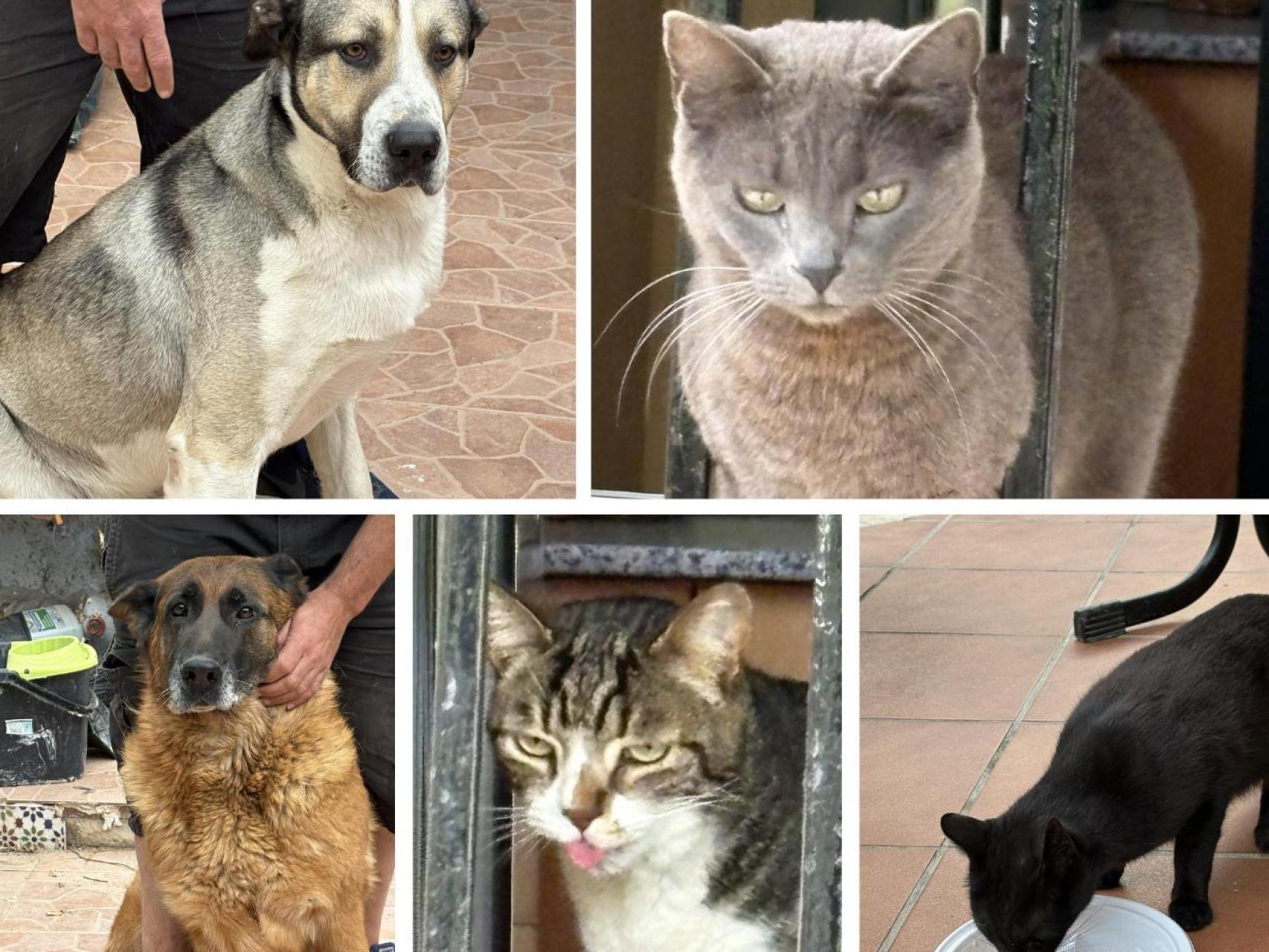 La fallecida y algunos de sus animales.