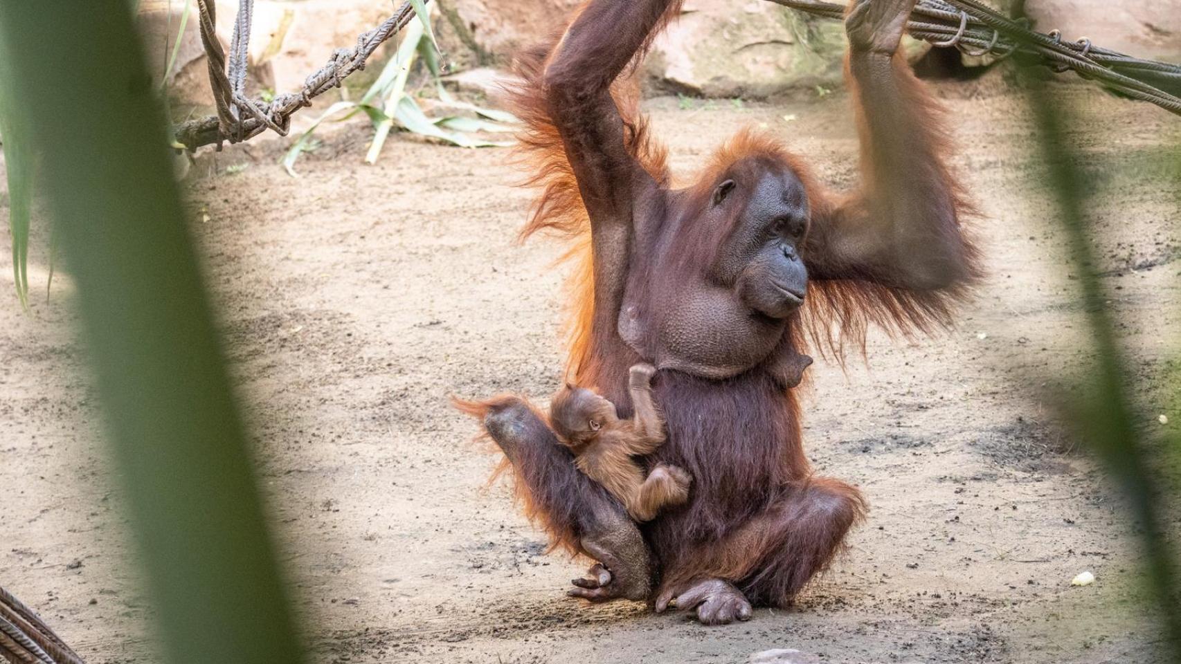 El orangután.