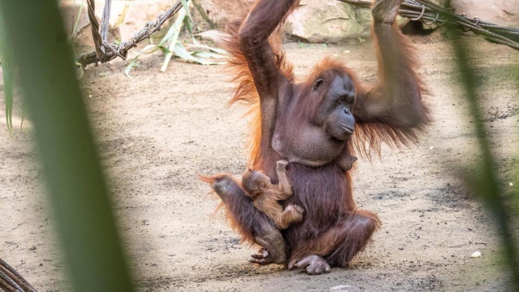El orangután.
