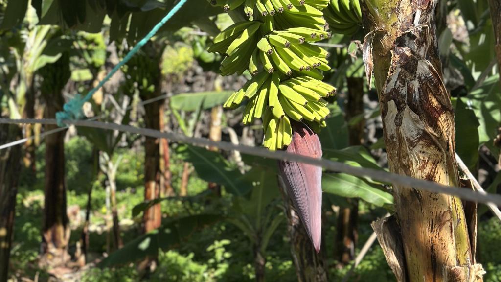 Uno de los muchos racimos de plátanos que crecen en la finca.