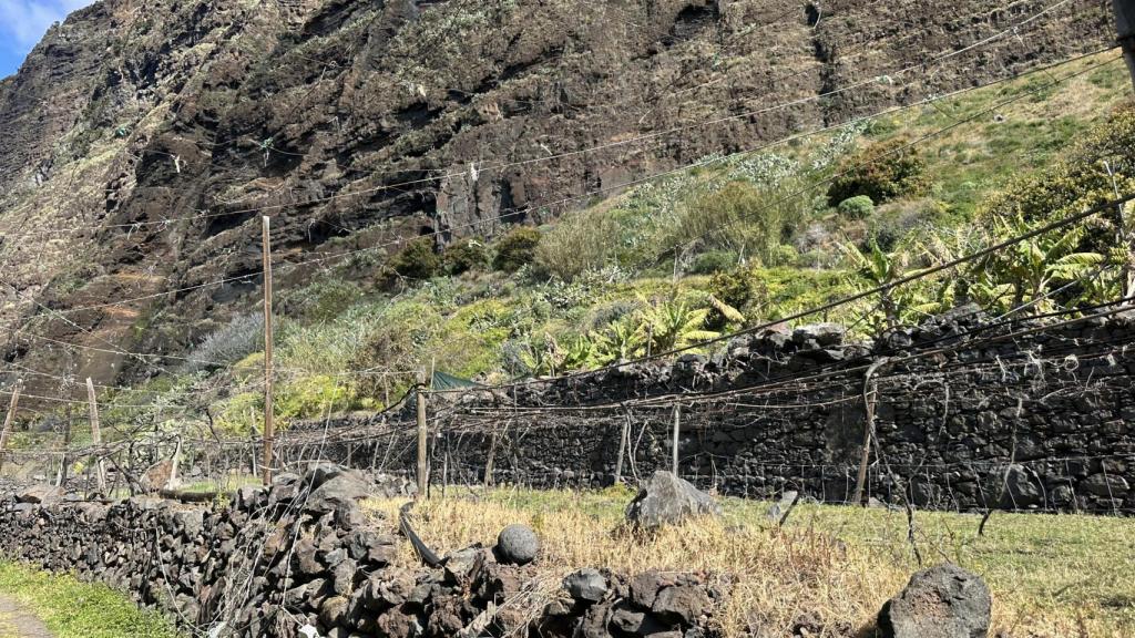 Una de las viñas donde crece la Malvasía Cándida con la que elaboran vino de Madeira.