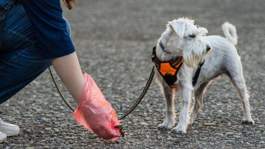 El dueño de un perro recoge sus excrementos.