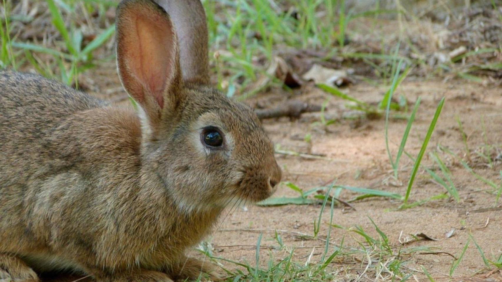 Imagen de archivo de un conejo de monte.