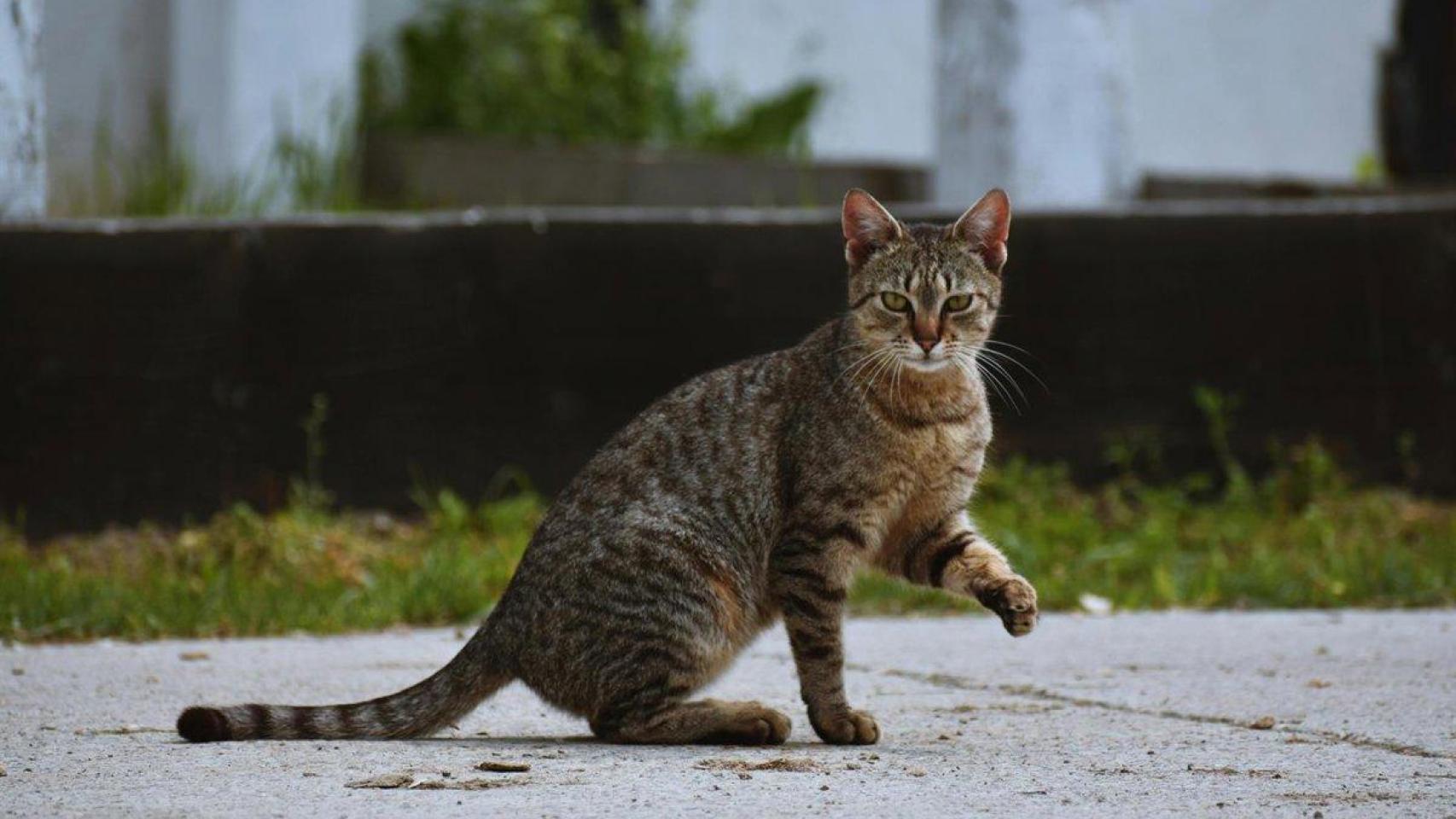 Archivo - Imagen de archivo de un gato.