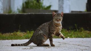 gatin.jpg