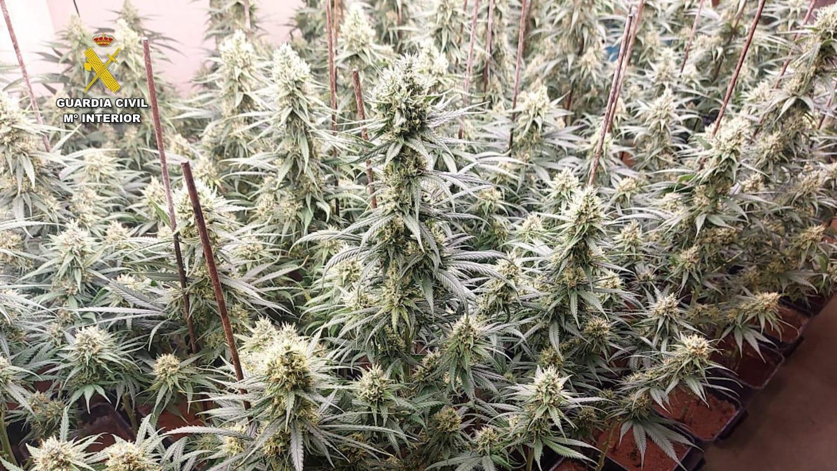 Imagen de la plantación desmantelada.