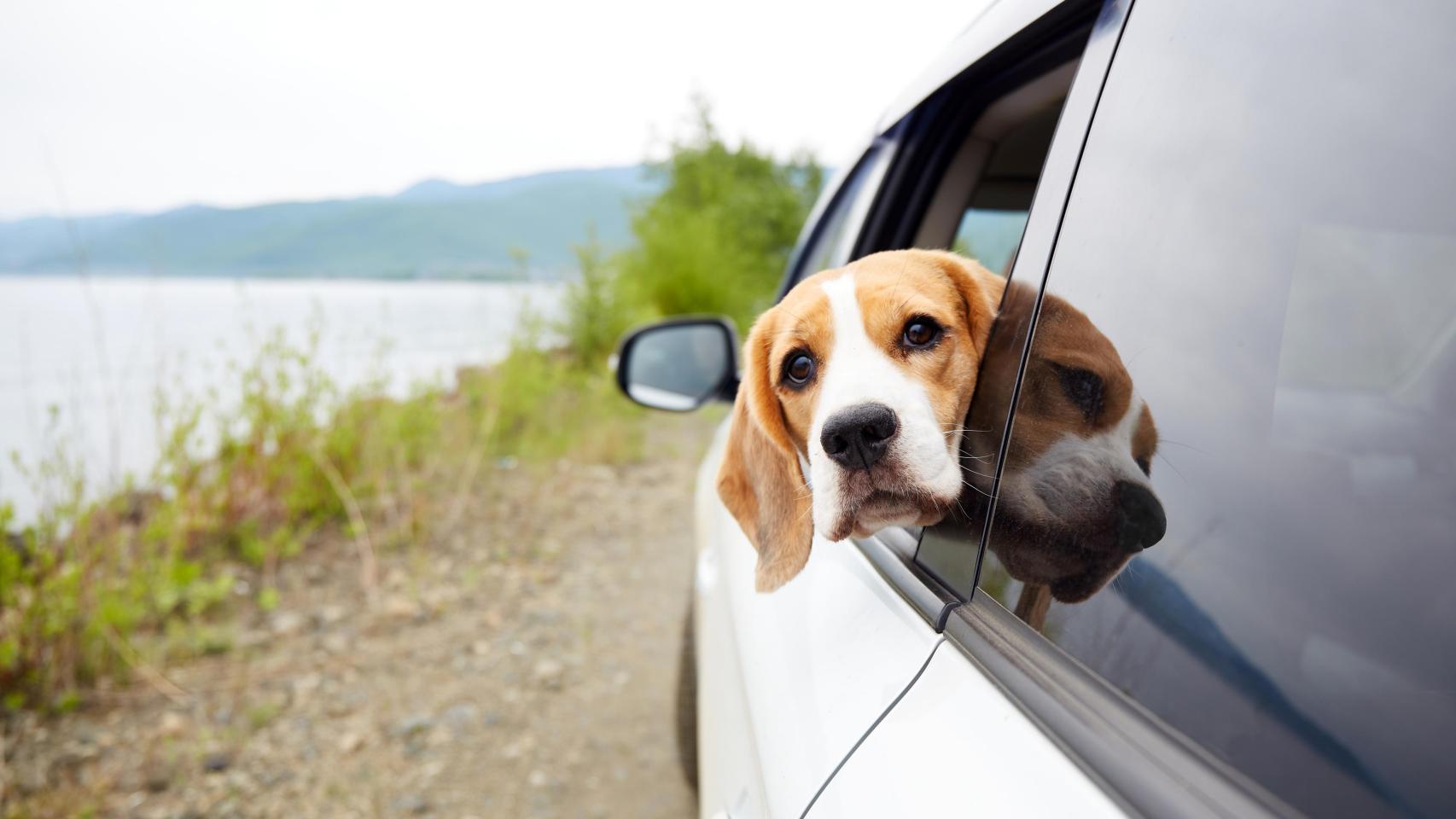 Un perro en un coche.
