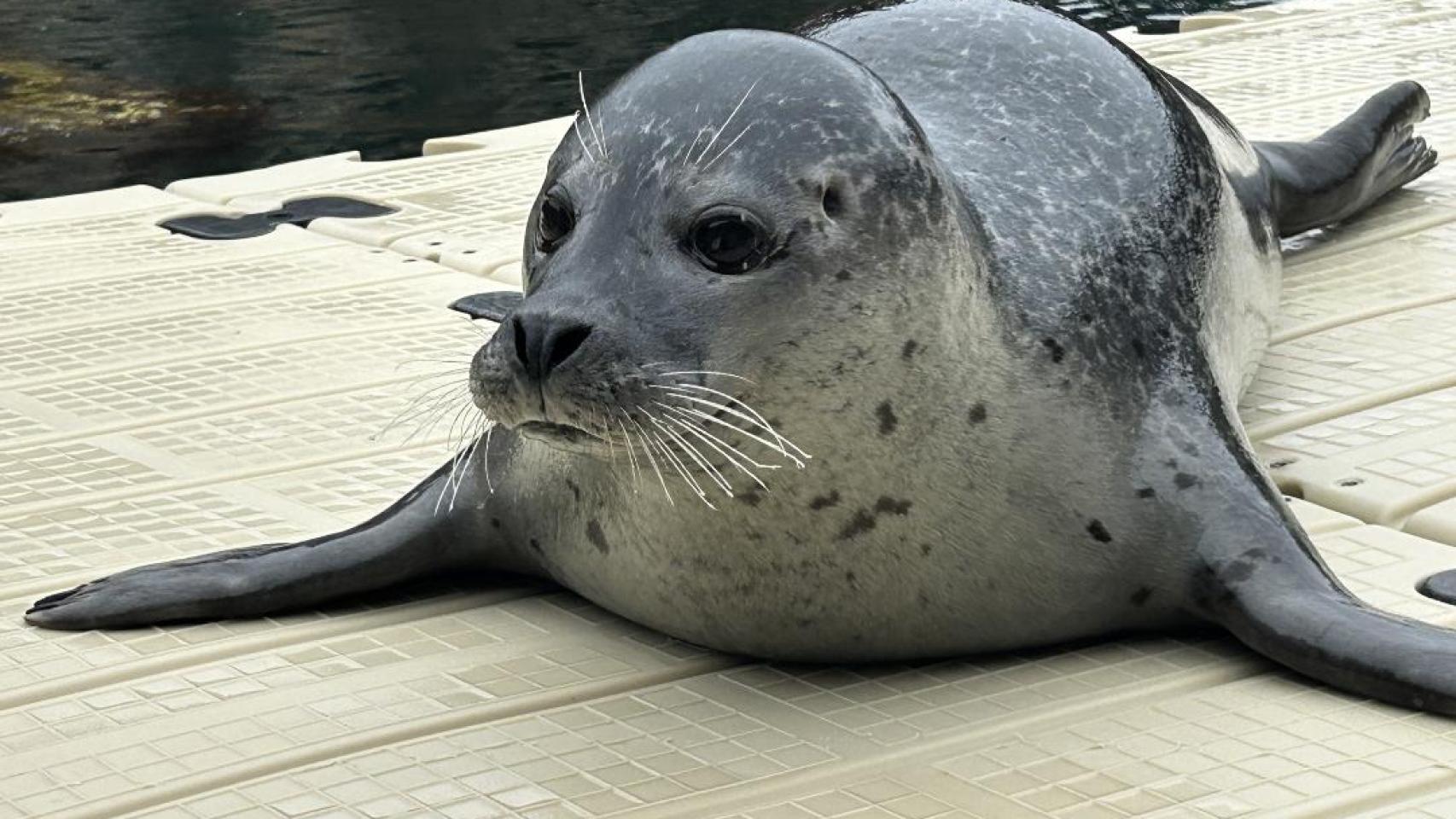 Jinzi, la nueva foca del Aquarium Finisterrae de A Coruña