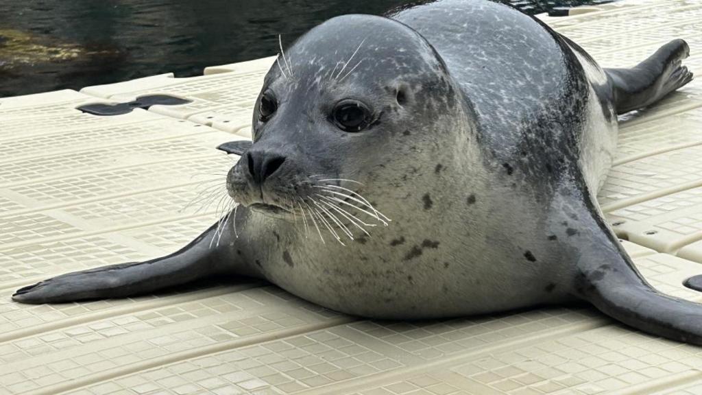 Jinzi, la nueva foca del Aquarium Finisterrae de A Coruña