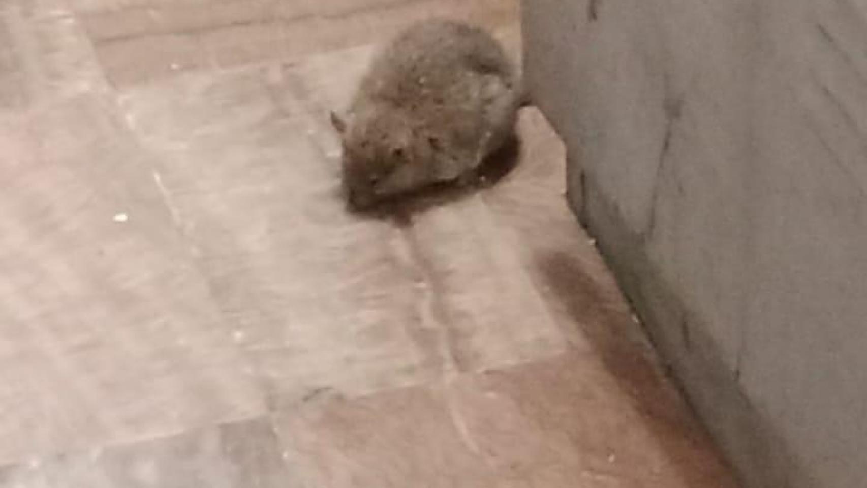 Una de las ratas en Mijas.