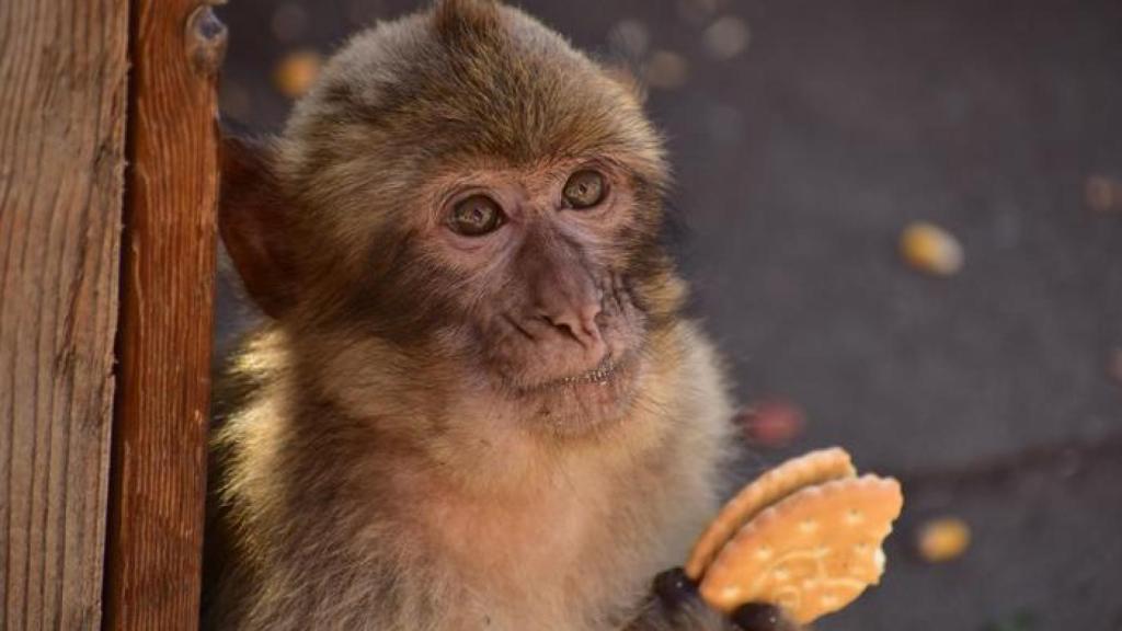 Un mono de Gibraltar se come una galleta que han dejado unos turistas.