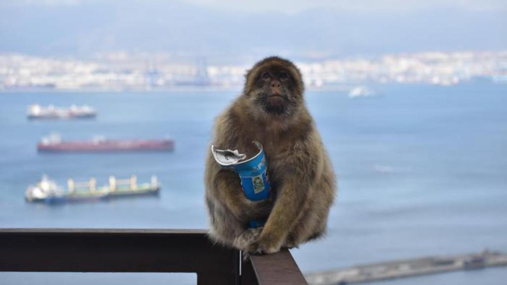 Un mono de Gibraltar con un paquete de patatas en la mano.