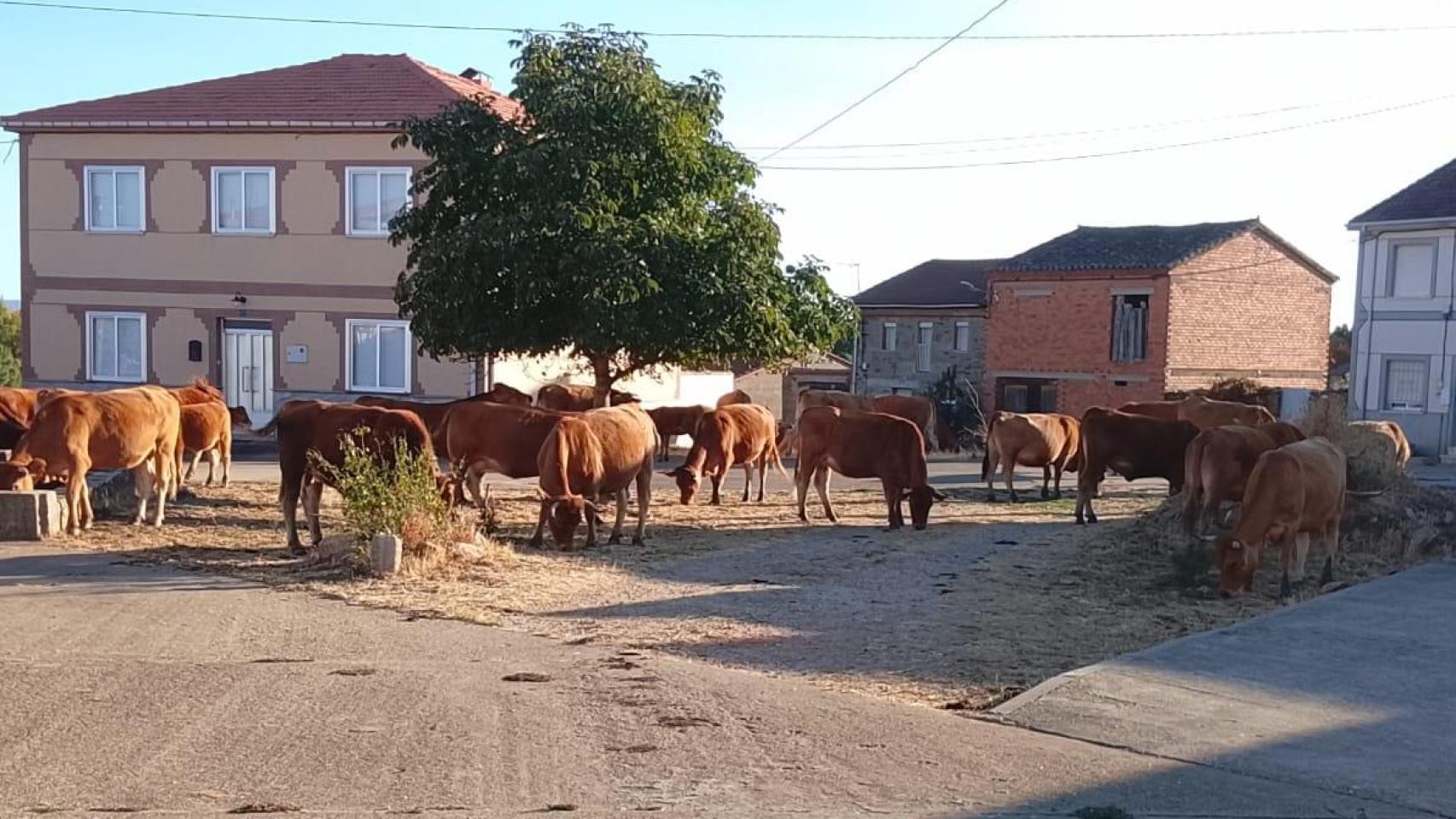 Vacas sueltas en el municipio pedaneo de Villalverde (Zamora).