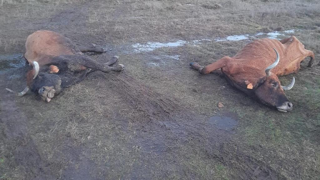 Vacas muertas en las inmediaciones de Villalverde por causa de su abandono.
