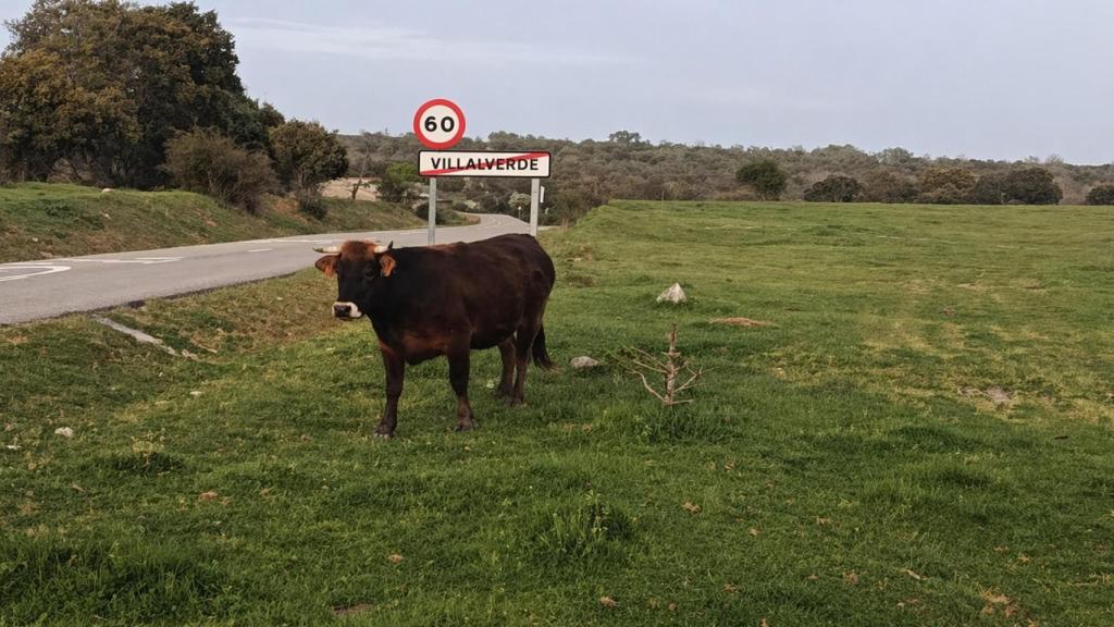Vacas sueltas en Villalverde.