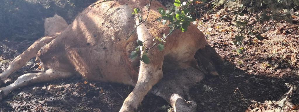 Vacas muertas en las inmediaciones de Villalverde por causa de su abandono.