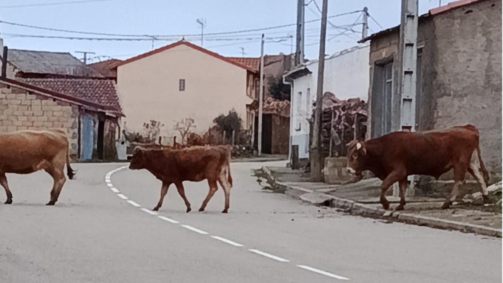 Vacas sueltas en mitad del pueblo.