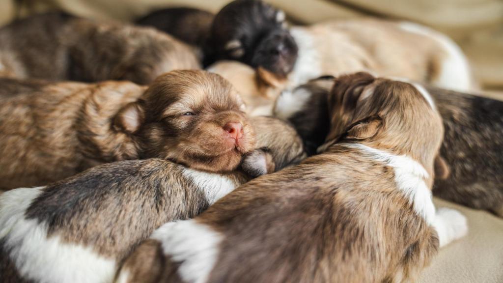 Una familia de cachorros.