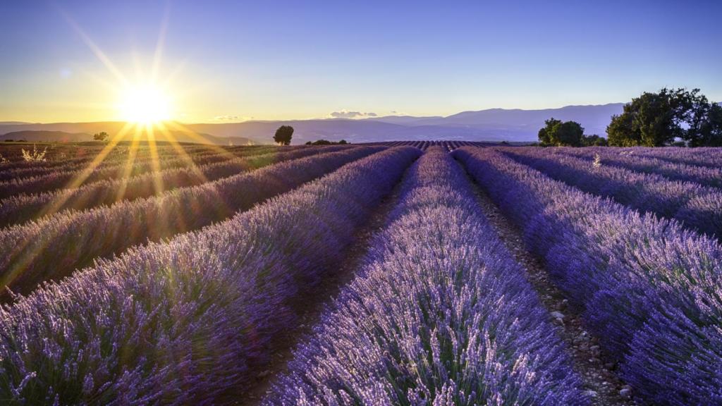 Campos de lavanda.