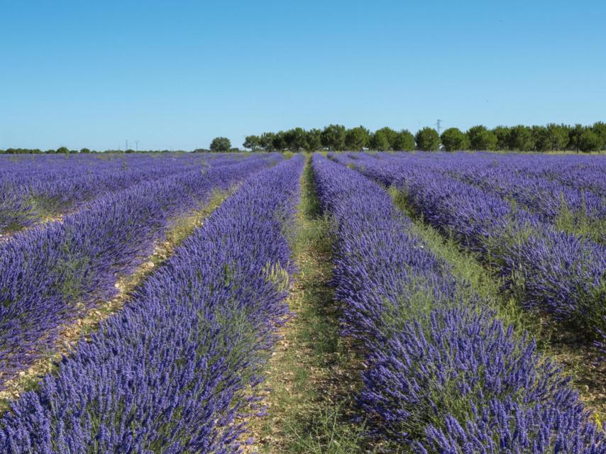 Campo sembrado con lavanda en tierras de la villa de Tiedra.