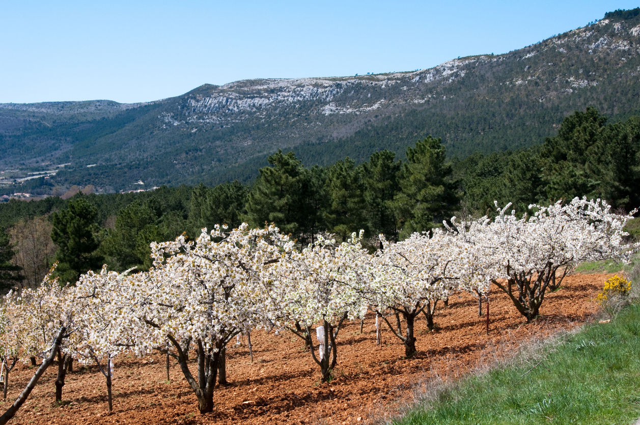 Cerezo en flor, valle de las Caderechas