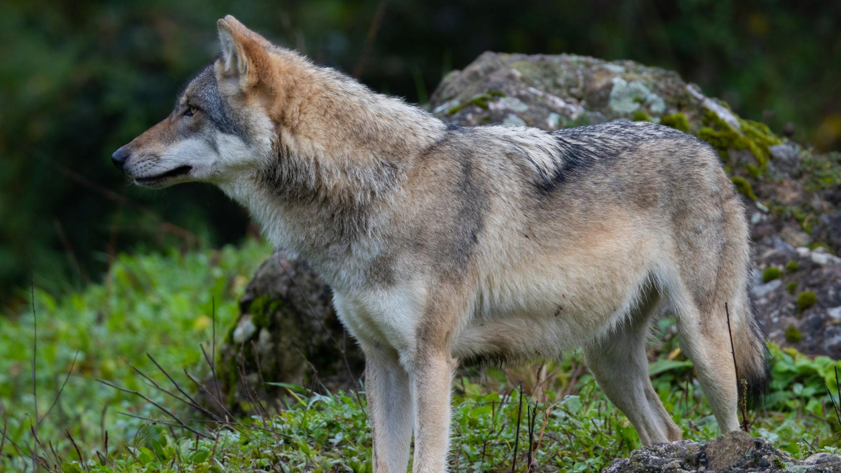 Un primer plano de un lobo gris.
