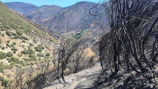 Una de las zonas quemadas en la provincia de León