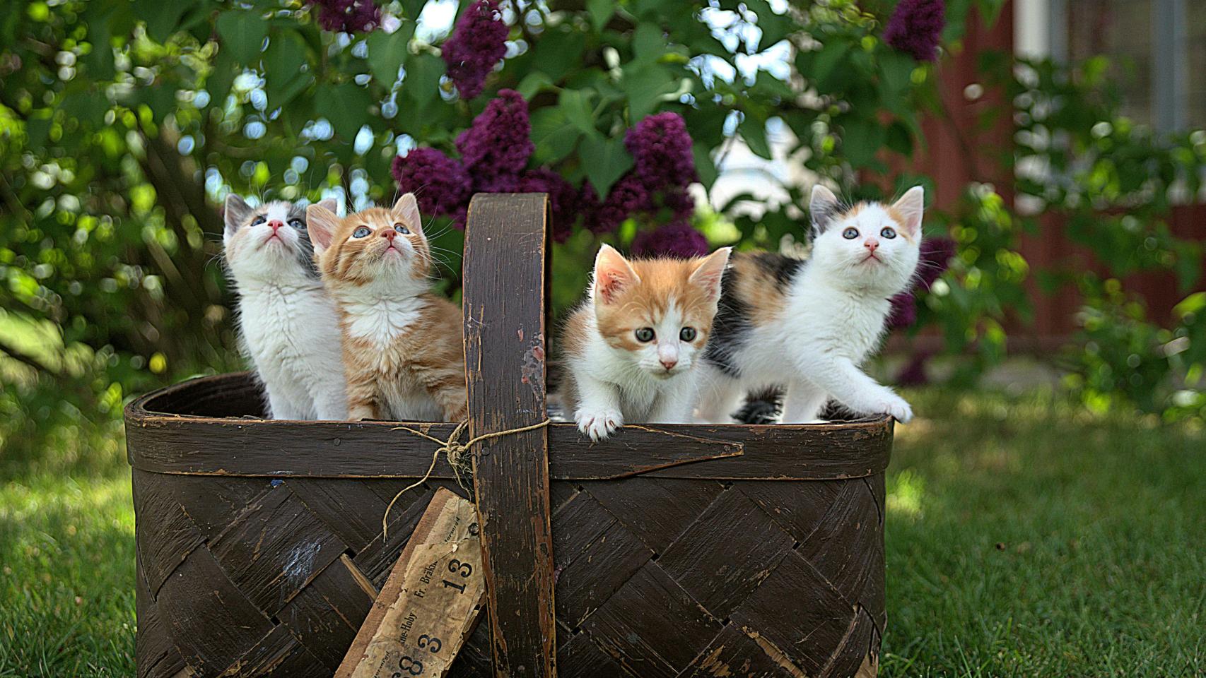 Unos gatitos.