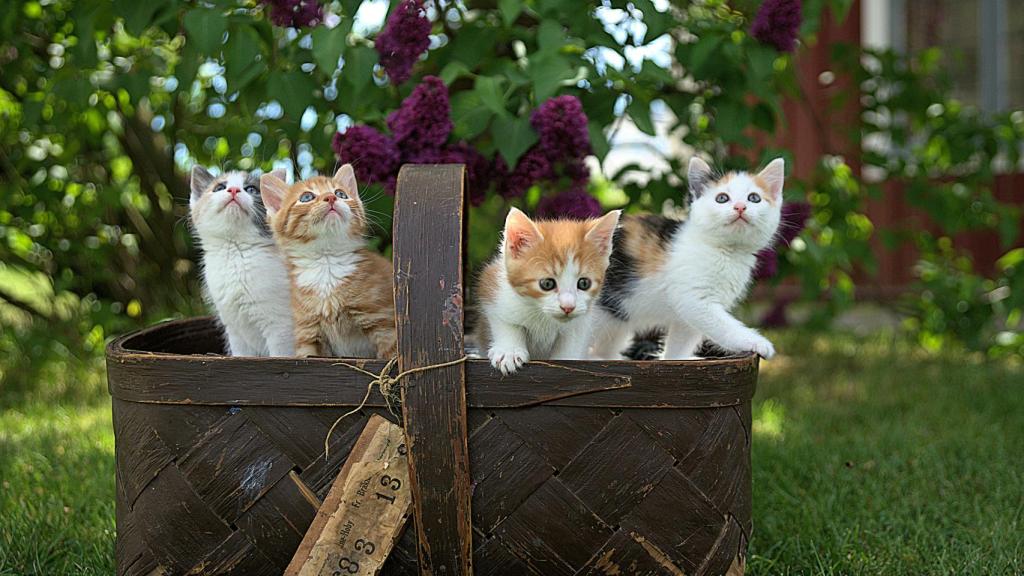 Unos gatitos.