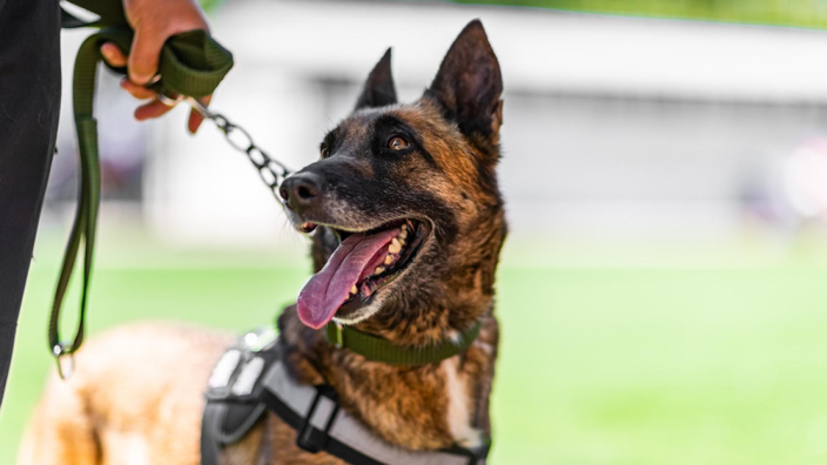 Un perro policia.