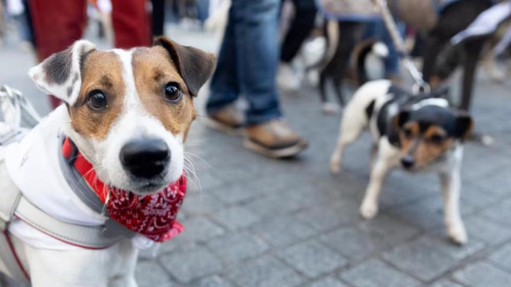 Archivo - Dos perros durante la ‘Sanperrestre’ 2024- Europa Press - Archivo