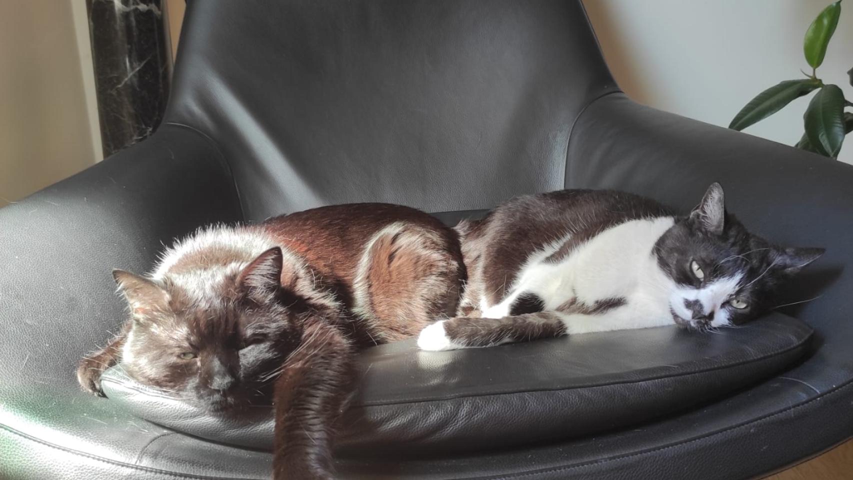 Dos gatos