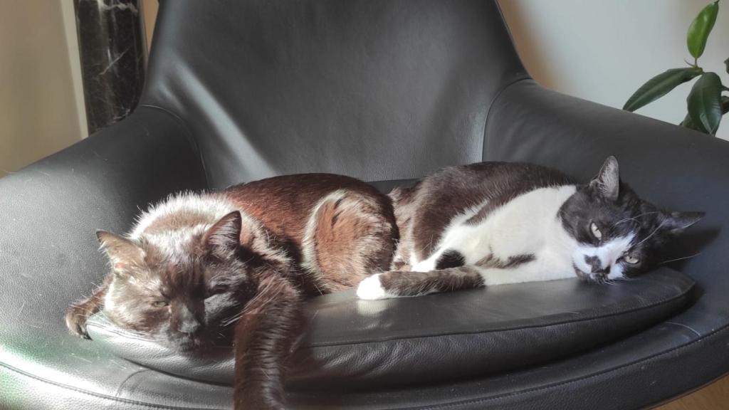 Dos gatos
