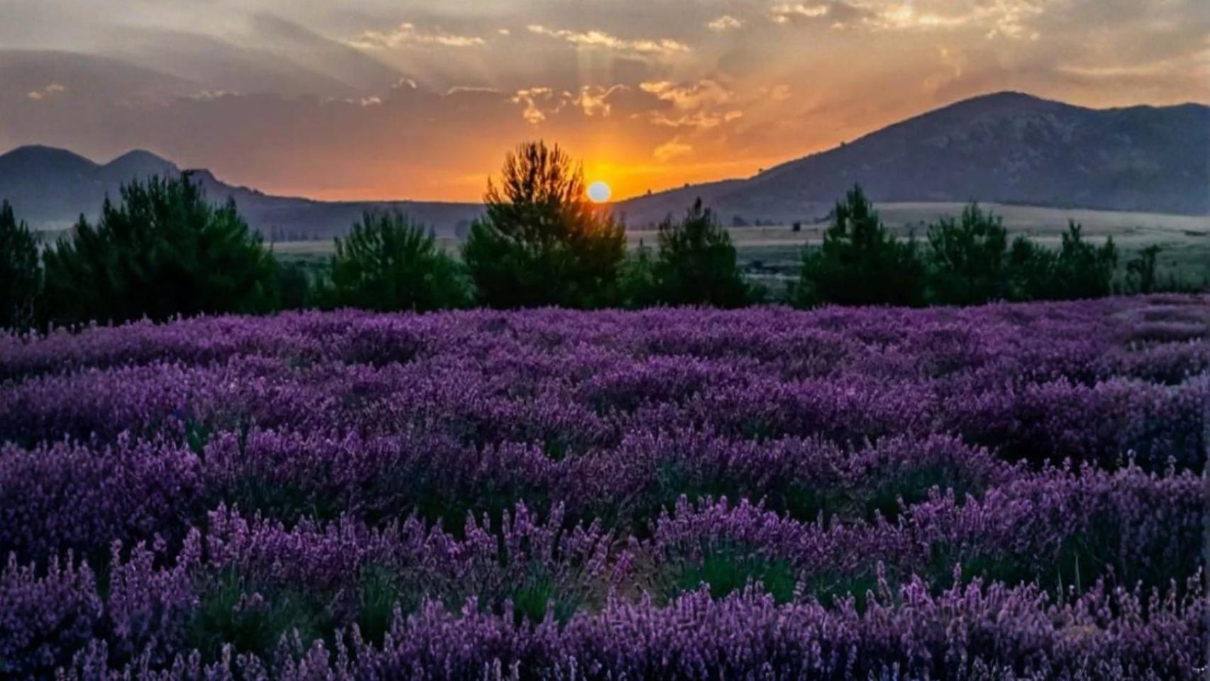 Los campos de lavanda de Moratalla. 