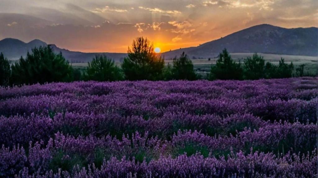 Los campos de lavanda de Moratalla. 