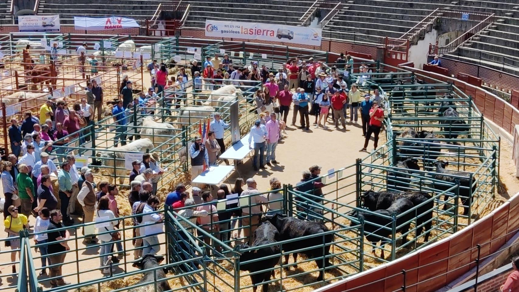 Imagen de archivo de la Feria del ganado vacuno de El Espinar (Segovia)