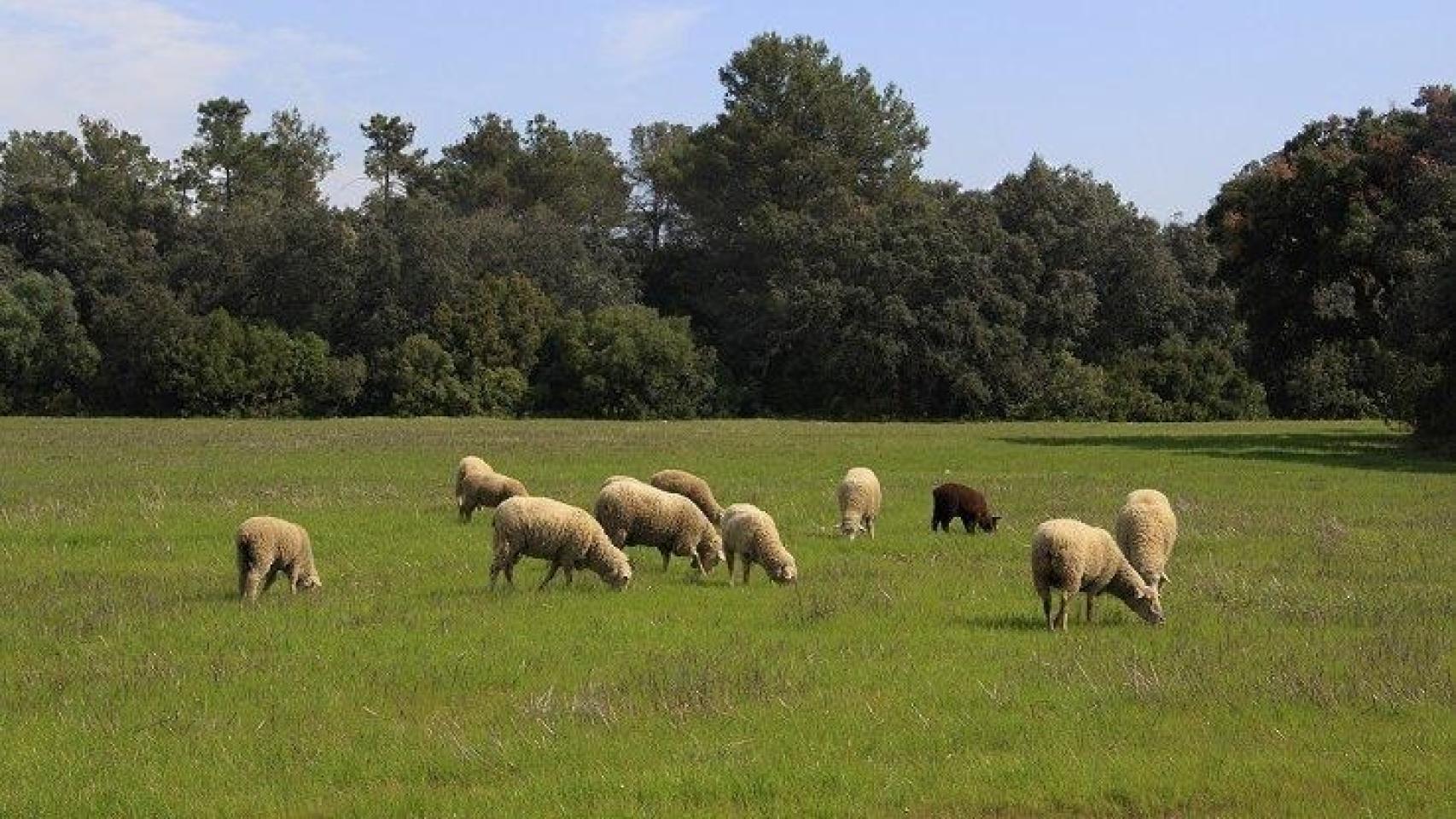 Ovejas pastando en un monte en Extremadura.