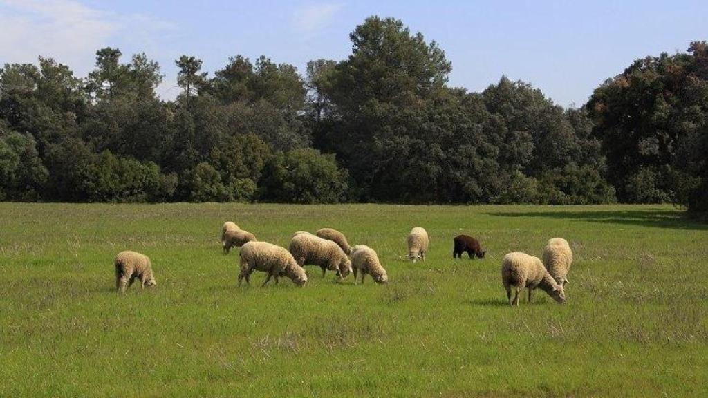 Ovejas pastando en un monte en Extremadura.