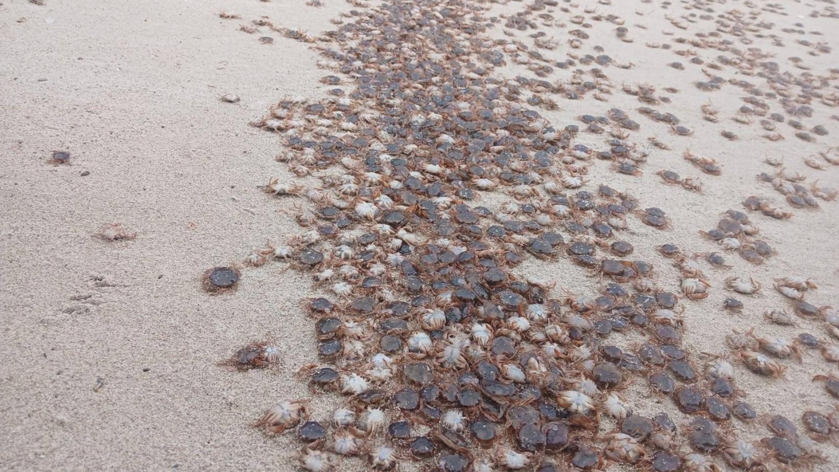 Miles de cangrejos patudos invaden las playas de las Islas Atlánticas en las Rías Baixas