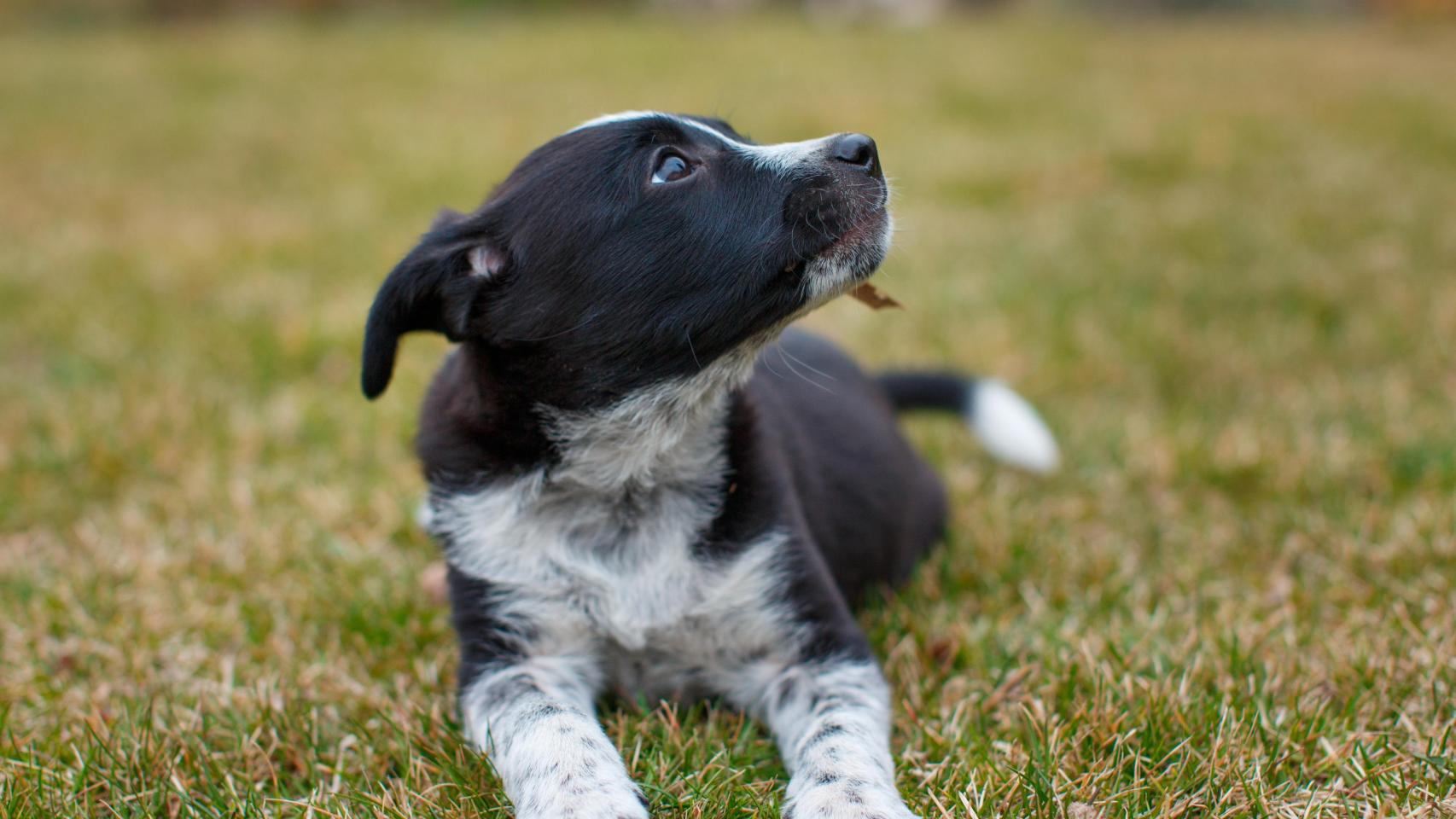 Un cachorro, en una imagen de Shutterstock.